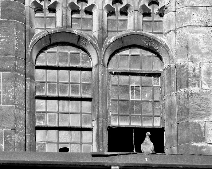 pigeonsDerelictChurch