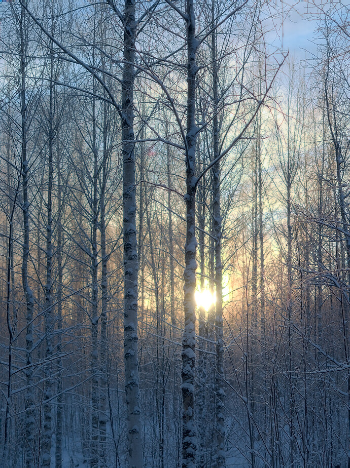 birches.morning.dtdev