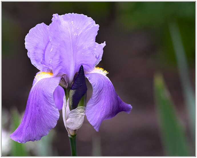 iris.3_2k