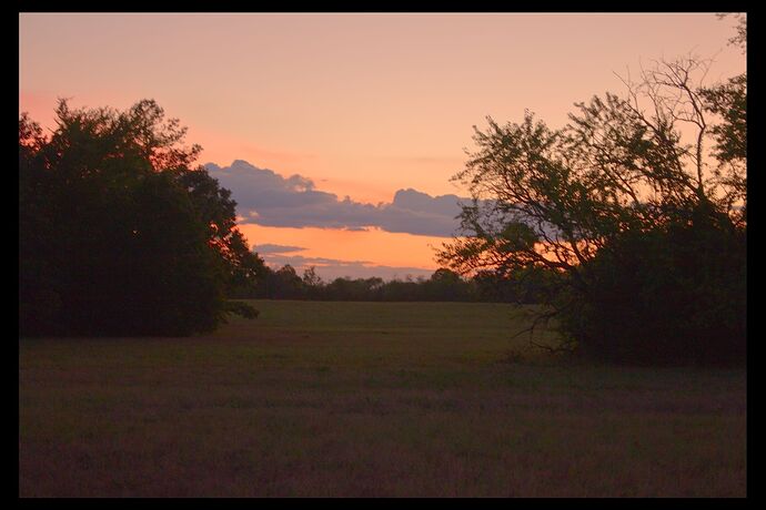Tree at sunset in an open field_IMG_0087