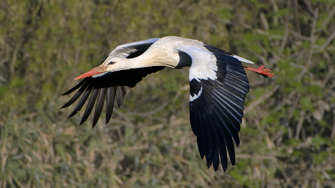 flying.stork.2