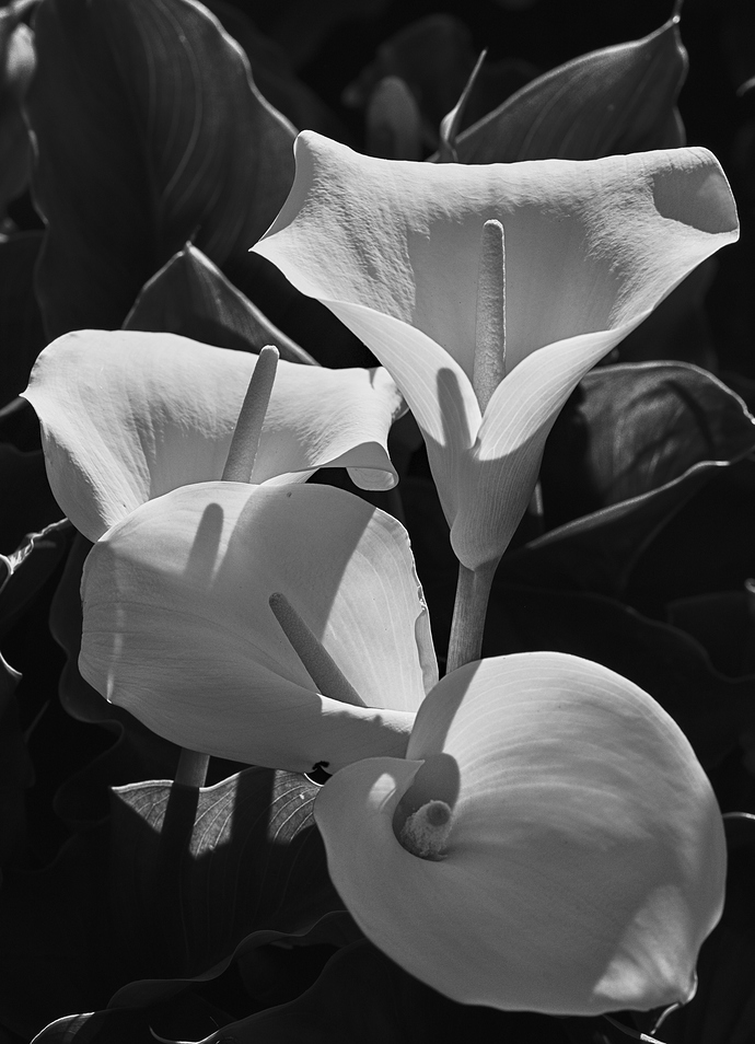 arum.white.bw.2