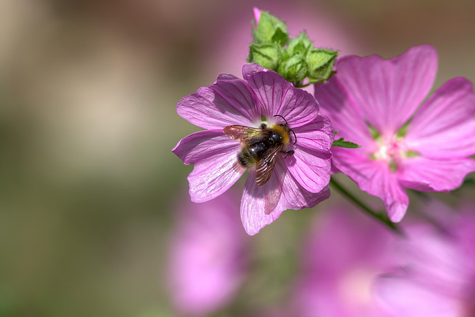 3S9A7969-SNS-HDR Lite-Default_GIMP LAB