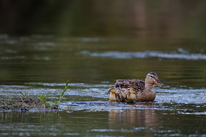 _DSC2702_raw-denoise