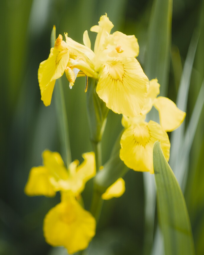 2505_Mai_am_Uemminger_0054