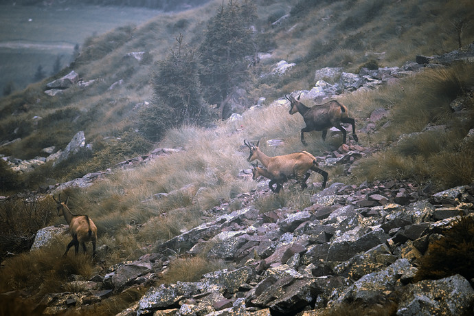 Trentino_estate_2021_0290_rt_gimp_gmic_edit