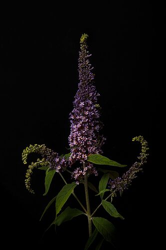 26-06-21 _MG_1106