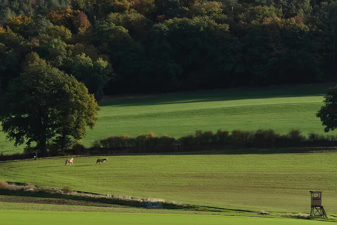 251018_094402_DSC05235 RawTherapee and GIMP 3 (Jpegli)