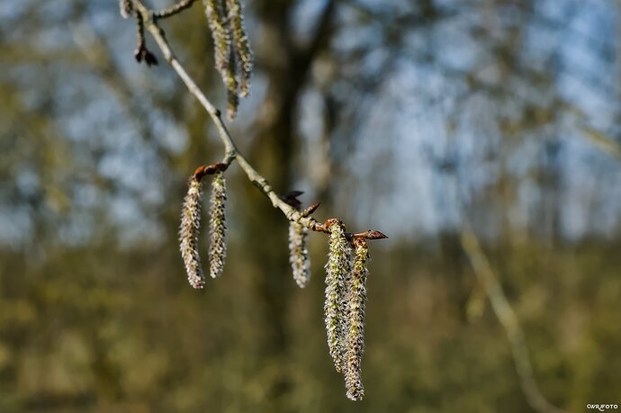 2603_Ümminger_Frühling_00016