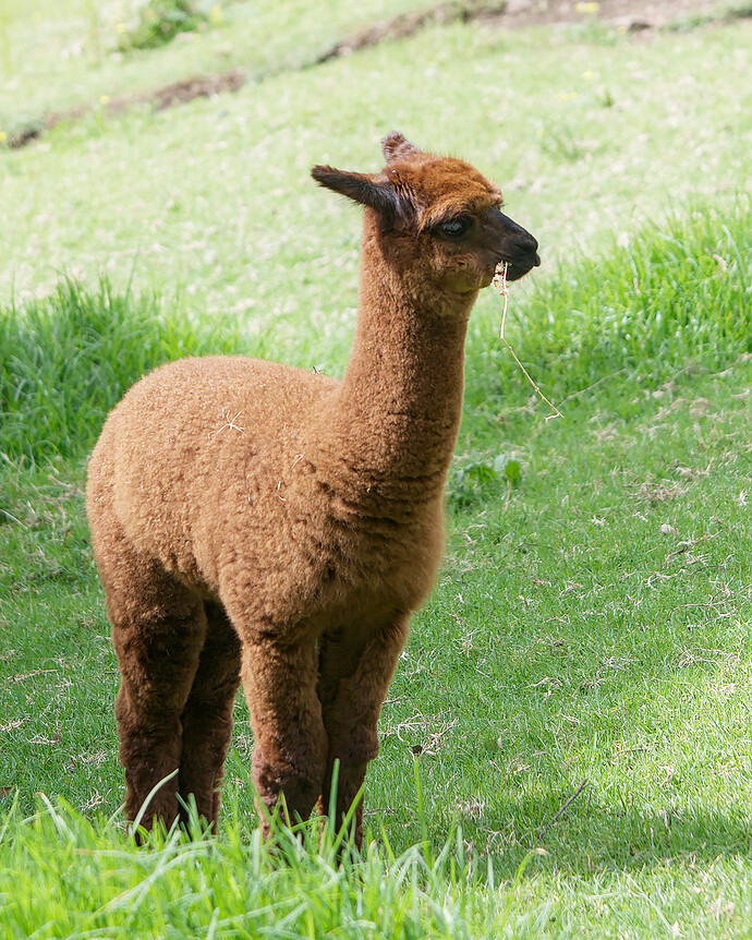 2016-04-15_12-50-07DSC_2364