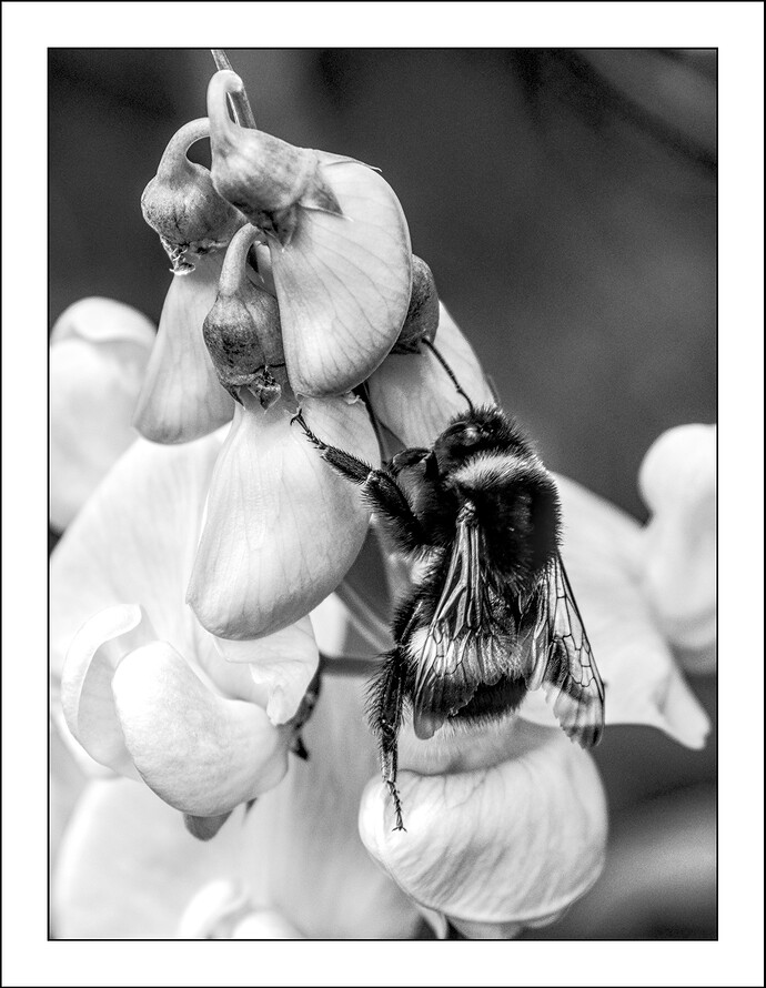 2507_SommerimGarten_0069