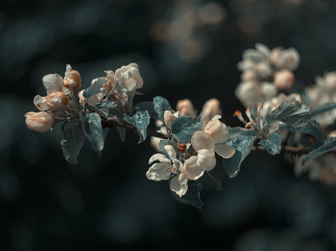 Picknick på vår bröllopsdag-0003_05