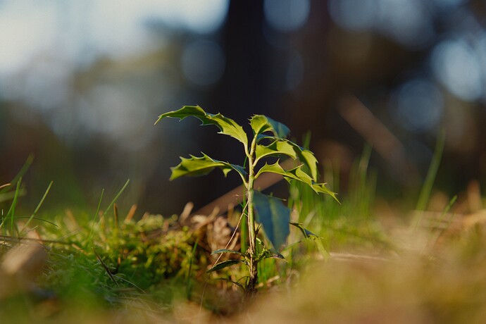 seedling_m0p5ev