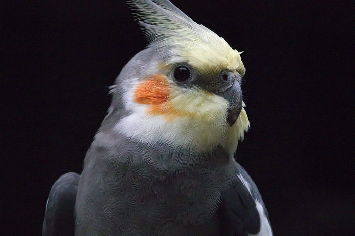 bird-ad+in0