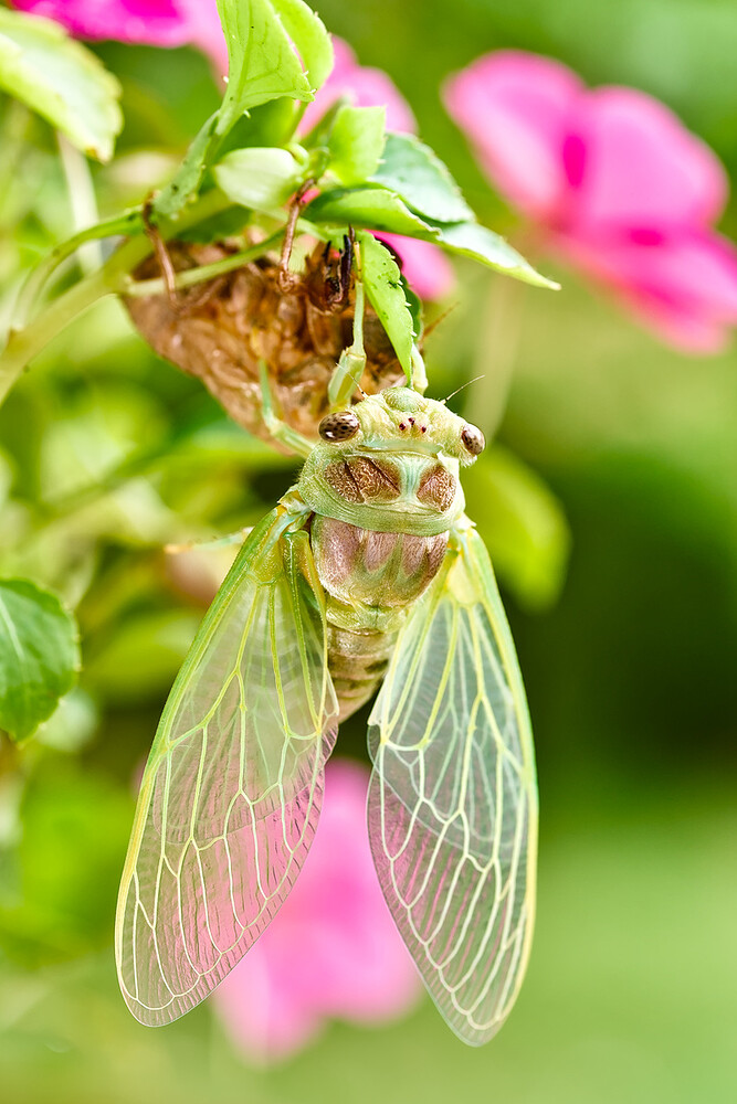 2022-06-22-IMGP2138 Sigmoid