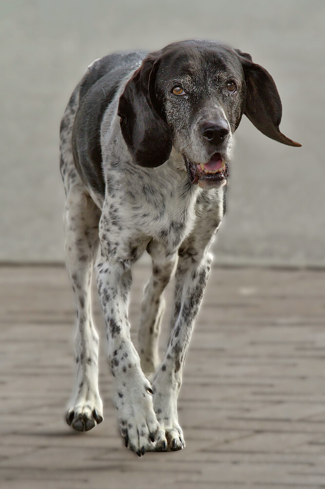 dogs-vancouver-20130908-0670 GIMP L-a-b