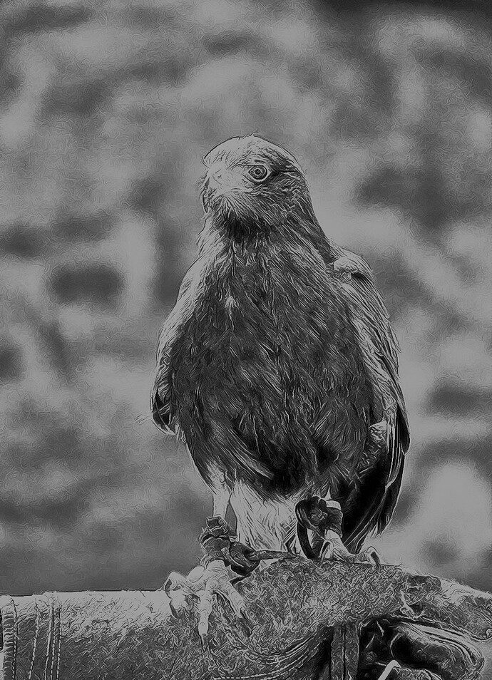 Falconer - DSC_0364-2024.07.21-Pencil