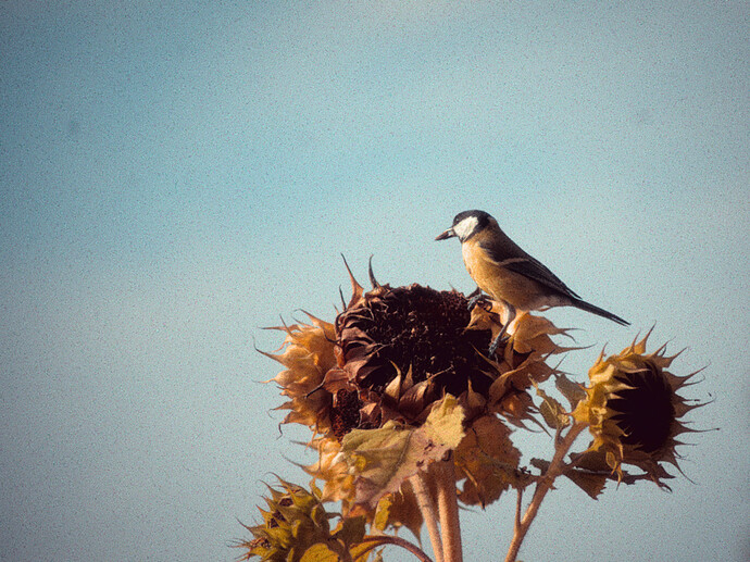 260912_095523_DSC08084_01