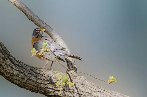 bird-on-a-stick