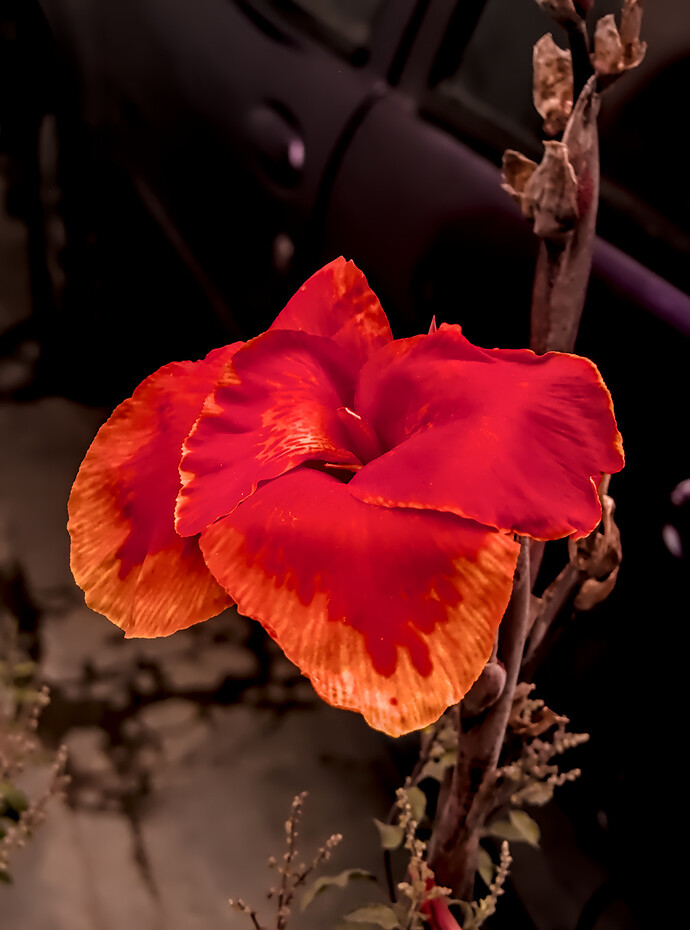 Home - Flowers_P1020514 _01