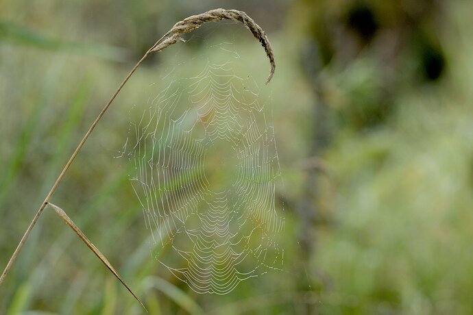 Morning Web FWR_9052_01