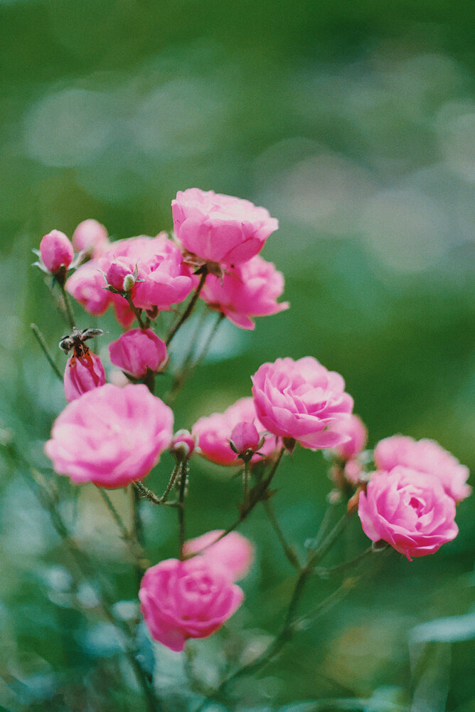 rose_takumar_small