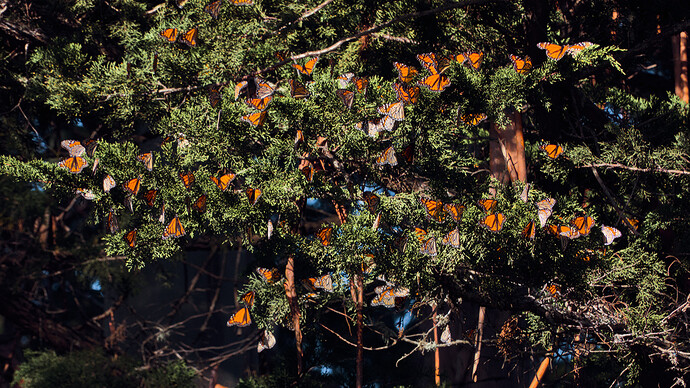 butterflies-in-the-tree-20221224_0070)