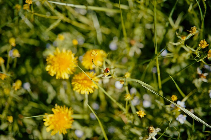 first ladybug of the season