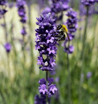 IMG_0348_01