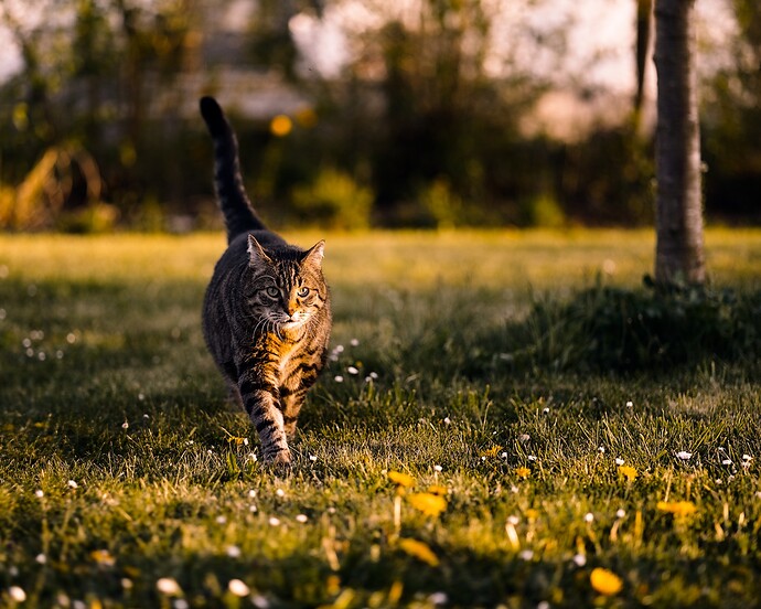 strolling-in-the-evening-sun-260424_194225_DSC00506