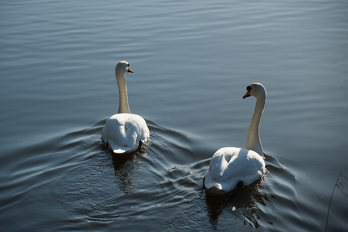 20260214-150310-DSC_3752.NEF