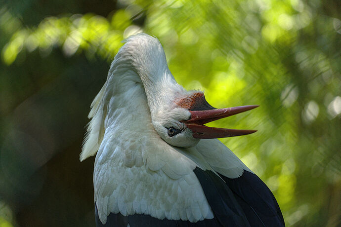 clack clack clack clack