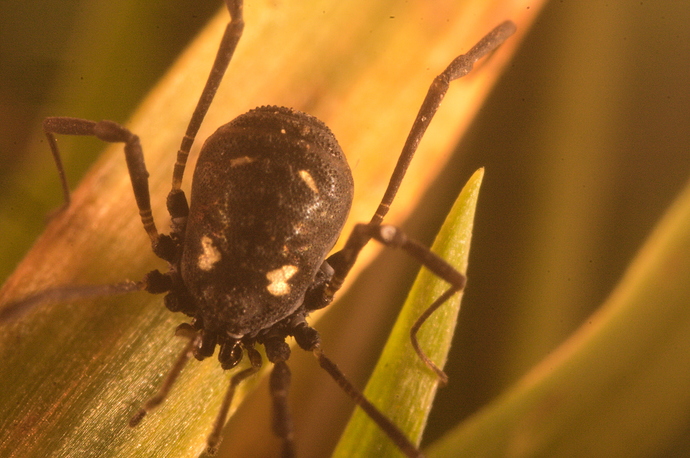 IMG_5400Harvestmanv4