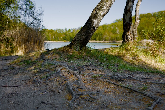 see im wald1
