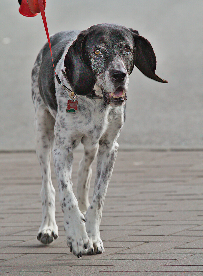 dogs-vancouver-20130908-0670