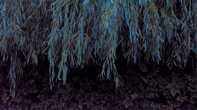 DSC_3200-denoise