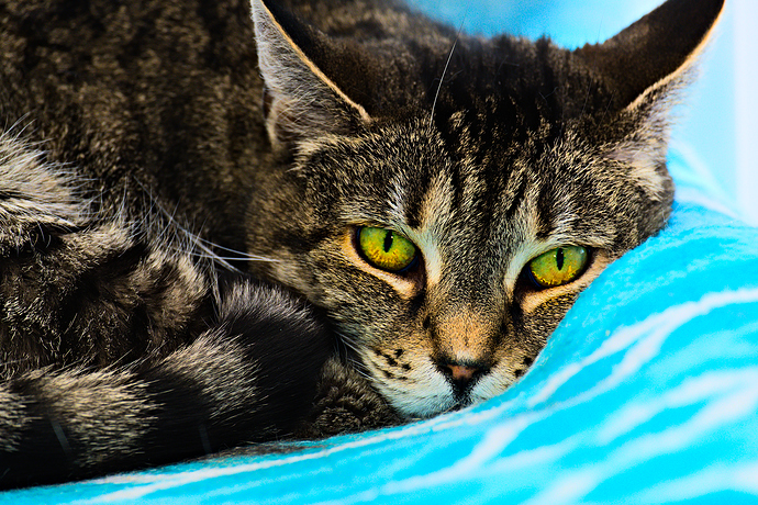 cares-20170727-4254-3