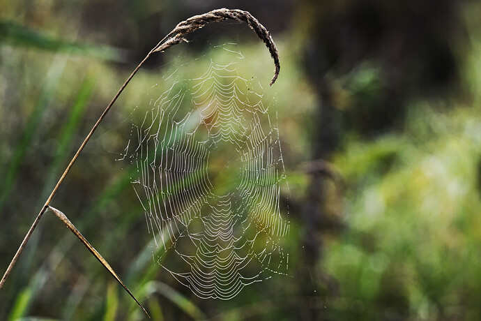 FWR_9052