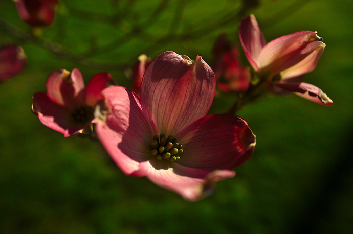 dogwood_blossom