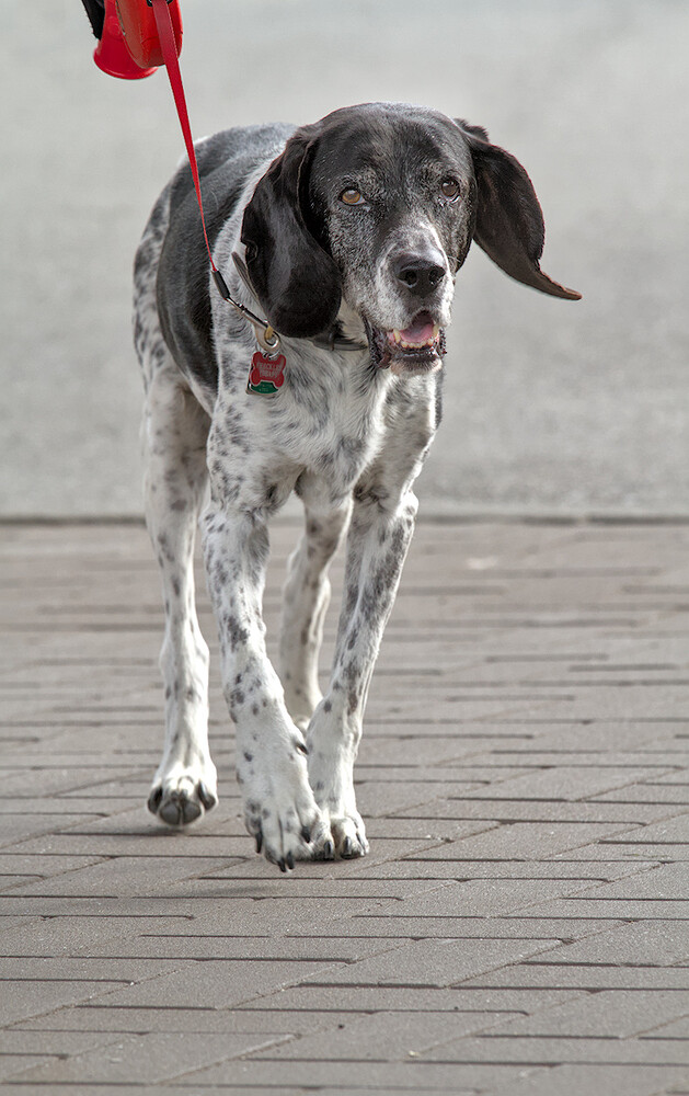 dogs-vancouver-20130908-0670
