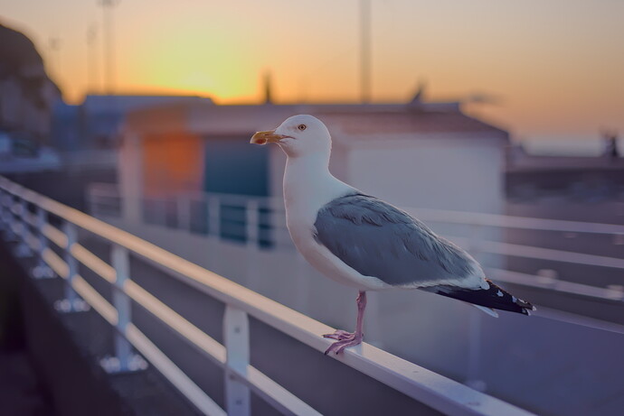 D75_7687_jd0-1