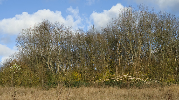 dead-tree-late-autumn_D753230.nef