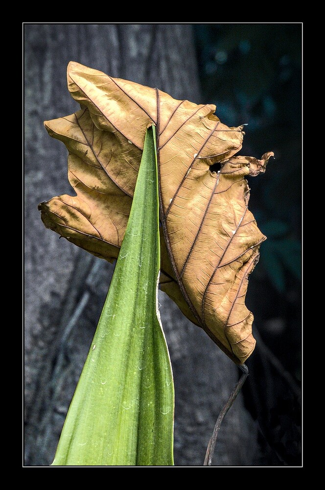 DSC01978_0