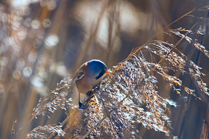 2025-02-01 @14-19-21 CO5A2988 Rawtherapee and GIMP 1