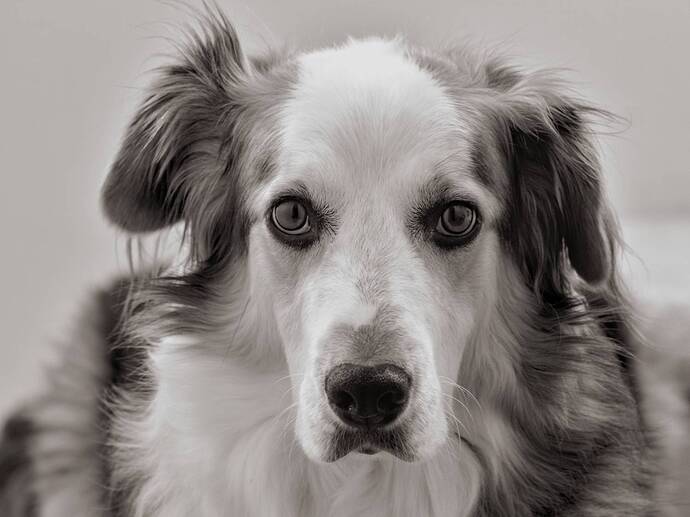 dodoite-20131024-2673_01