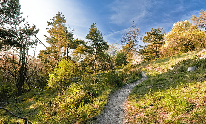 Carpathian Mountain_DSC_3291-2025.04.12