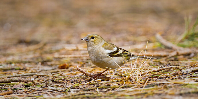 bird_01