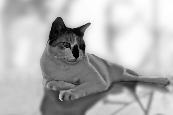 A7404802 RawTherapee and GIMP BW (1)