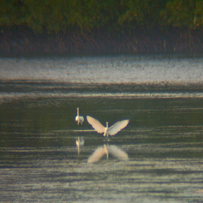 IMG_20251119_072117.edited