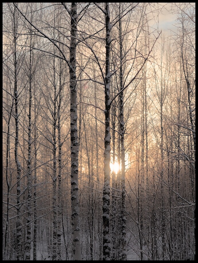 birches-on-christmas-morning-PC250107